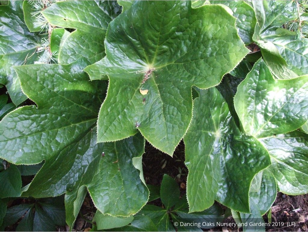 Perennials ~ Podophyllum pleianthum, Chinese Mayapple ~ Dancing Oaks Nursery and Gardens ~ Retail Nursery ~ Mail Order Nursery