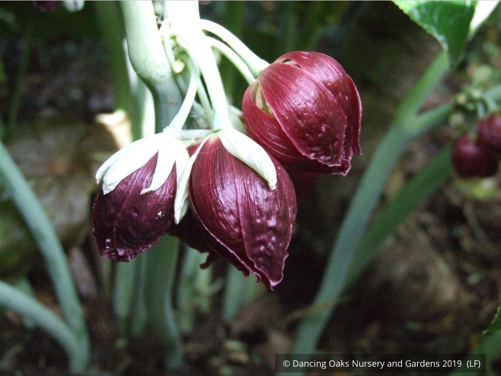 Perennials ~ Podophyllum pleianthum, Chinese Mayapple ~ Dancing Oaks Nursery and Gardens ~ Retail Nursery ~ Mail Order Nursery