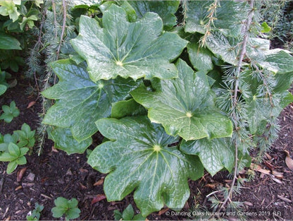 Perennials ~ Podophyllum pleianthum, Chinese Mayapple ~ Dancing Oaks Nursery and Gardens ~ Retail Nursery ~ Mail Order Nursery