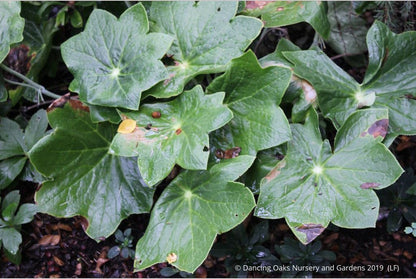 Perennials ~ Podophyllum pleianthum, Chinese Mayapple ~ Dancing Oaks Nursery and Gardens ~ Retail Nursery ~ Mail Order Nursery