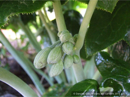 Perennials ~ Podophyllum pleianthum, Chinese Mayapple ~ Dancing Oaks Nursery and Gardens ~ Retail Nursery ~ Mail Order Nursery