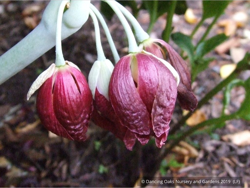 Perennials ~ Podophyllum pleianthum, Chinese Mayapple ~ Dancing Oaks Nursery and Gardens ~ Retail Nursery ~ Mail Order Nursery