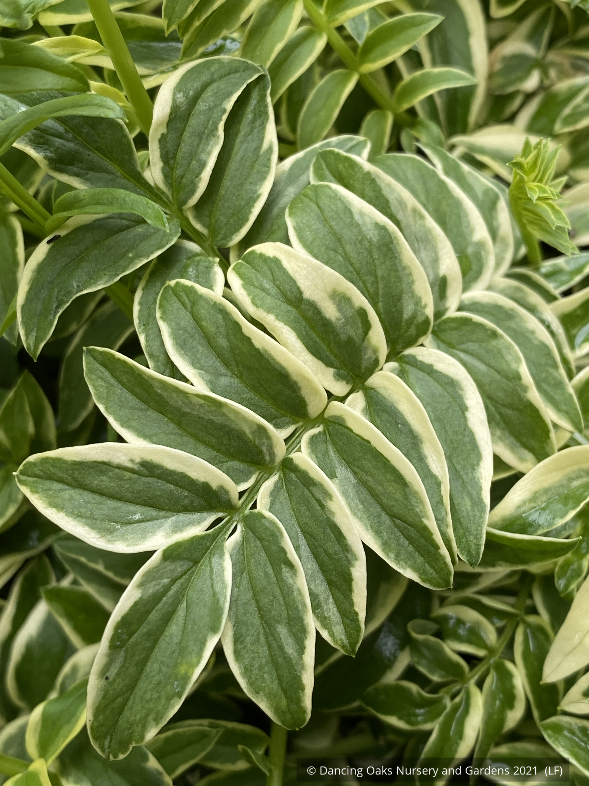 Perennials ~ Polemonium caeruleum 'Blanjou' Brise d'Anjou'™, Variegated Jacob's Ladder ~ Dancing Oaks Nursery and Gardens ~ Retail Nursery ~ Mail Order Nursery