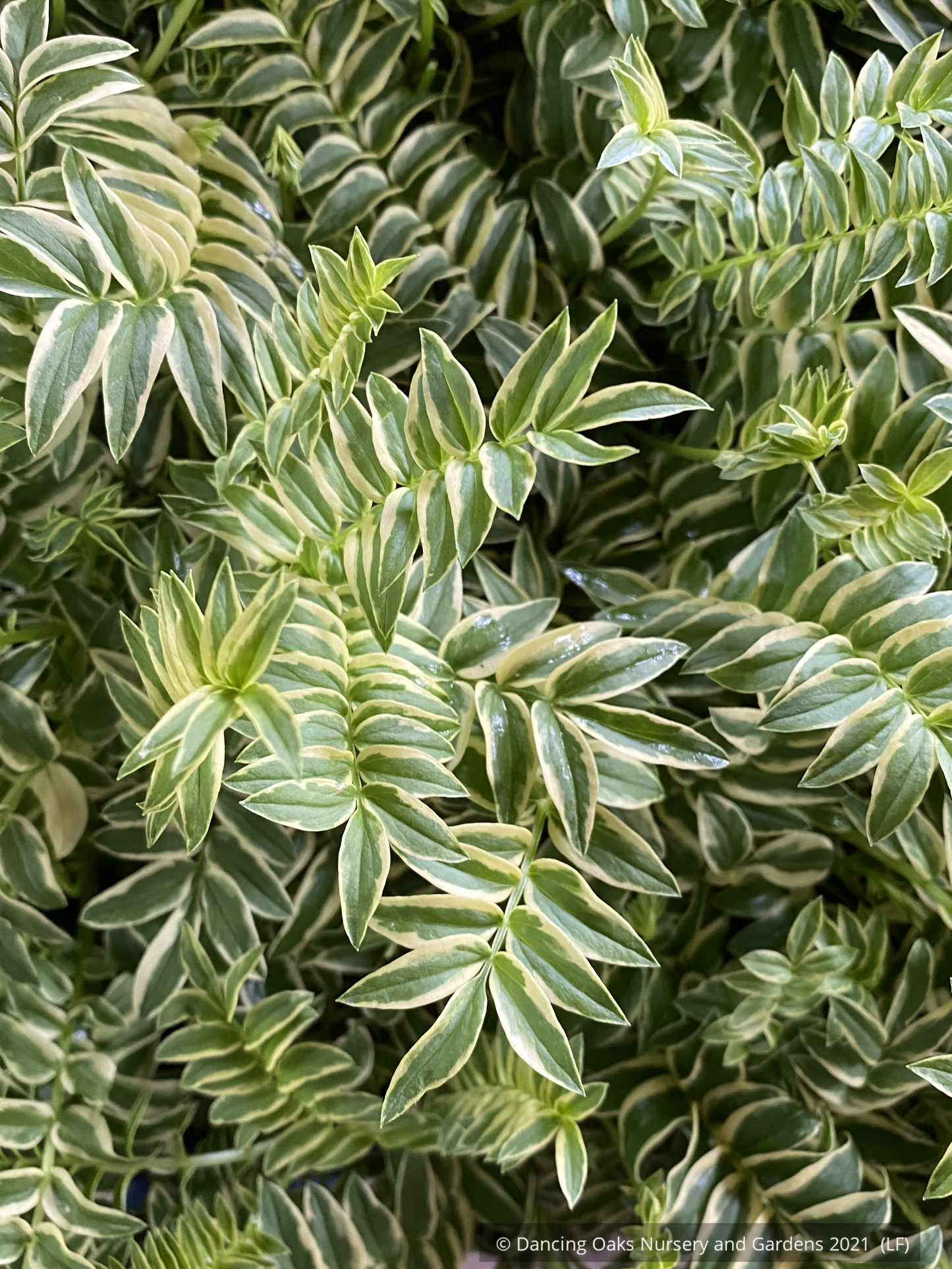 Perennials ~ Polemonium caeruleum 'Blanjou' Brise d'Anjou'™, Variegated Jacob's Ladder ~ Dancing Oaks Nursery and Gardens ~ Retail Nursery ~ Mail Order Nursery