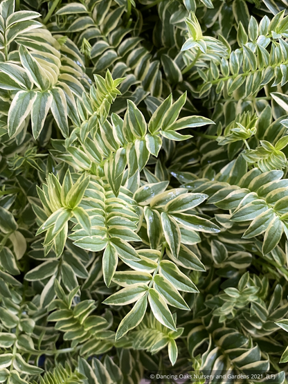 Perennials ~ Polemonium caeruleum 'Blanjou' Brise d'Anjou'™, Variegated Jacob's Ladder ~ Dancing Oaks Nursery and Gardens ~ Retail Nursery ~ Mail Order Nursery