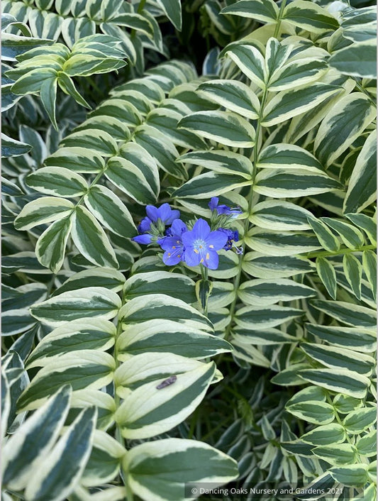 Perennials ~ Polemonium caeruleum 'Blanjou' Brise d'Anjou'™, Variegated Jacob's Ladder ~ Dancing Oaks Nursery and Gardens ~ Retail Nursery ~ Mail Order Nursery
