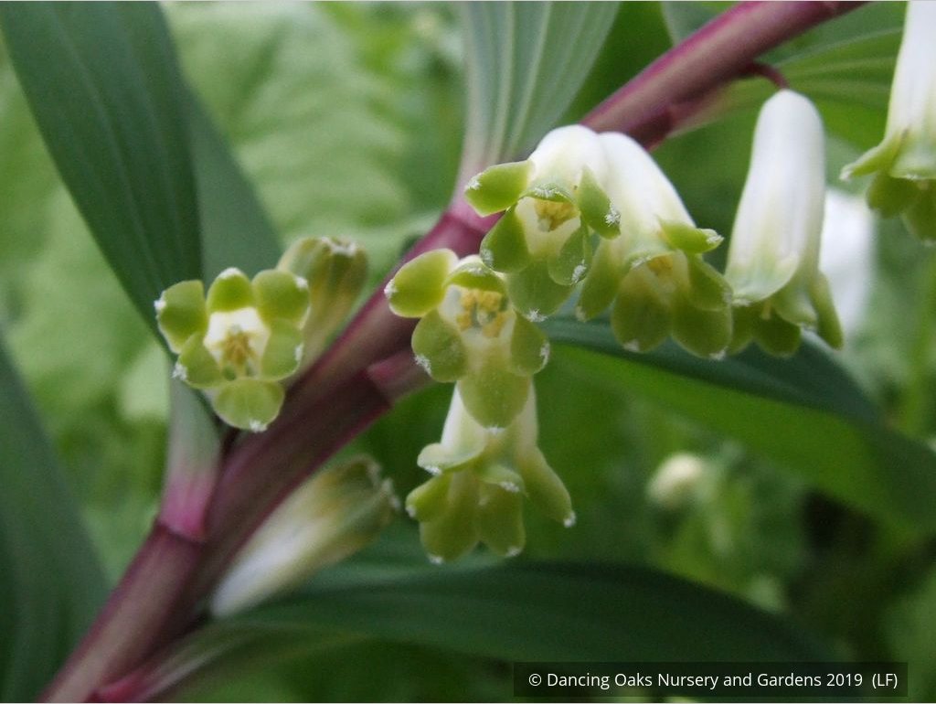 Perennials ~ Polygonatum odoratum v. pluriflorum (aka Jinguji), Red Stem Solomon's Seal ~ Dancing Oaks Nursery and Gardens ~ Retail Nursery ~ Mail Order Nursery