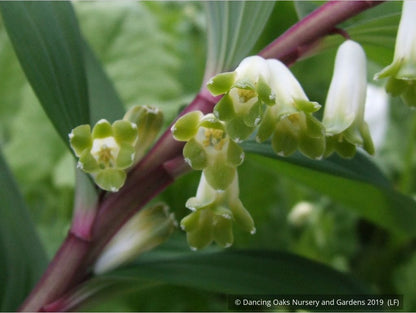 Perennials ~ Polygonatum odoratum v. pluriflorum (aka Jinguji), Red Stem Solomon's Seal ~ Dancing Oaks Nursery and Gardens ~ Retail Nursery ~ Mail Order Nursery