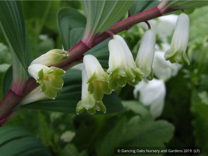 Perennials ~ Polygonatum odoratum v. pluriflorum (aka Jinguji), Red Stem Solomon's Seal ~ Dancing Oaks Nursery and Gardens ~ Retail Nursery ~ Mail Order Nursery