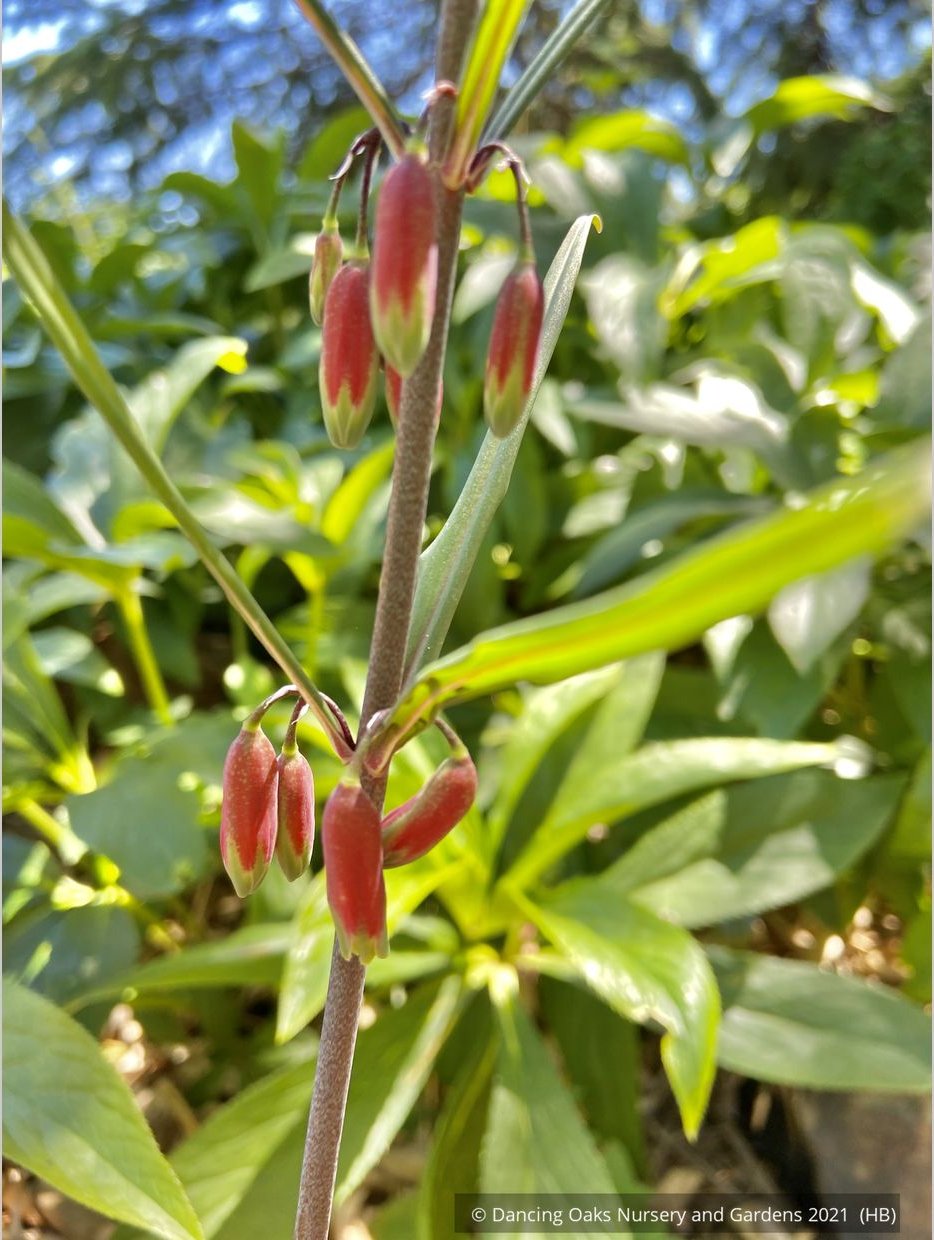 Perennials ~ Polygonatum huanum (syn. kingianum ), Siberian Solomon's Seal ~ Dancing Oaks Nursery and Gardens ~ Retail Nursery ~ Mail Order Nursery