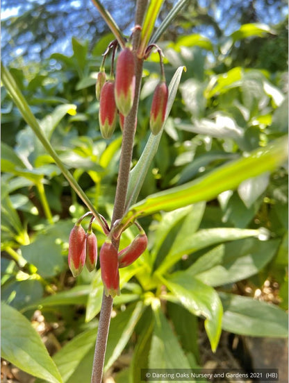 Perennials ~ Polygonatum huanum (syn. kingianum ), Siberian Solomon's Seal ~ Dancing Oaks Nursery and Gardens ~ Retail Nursery ~ Mail Order Nursery