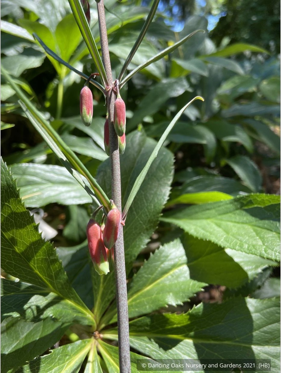 Perennials ~ Polygonatum huanum (syn. kingianum ), Siberian Solomon's Seal ~ Dancing Oaks Nursery and Gardens ~ Retail Nursery ~ Mail Order Nursery