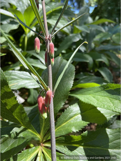 Perennials ~ Polygonatum huanum (syn. kingianum ), Siberian Solomon's Seal ~ Dancing Oaks Nursery and Gardens ~ Retail Nursery ~ Mail Order Nursery