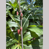 Perennials ~ Polygonatum huanum (syn. kingianum ), Siberian Solomon's Seal ~ Dancing Oaks Nursery and Gardens ~ Retail Nursery ~ Mail Order Nursery