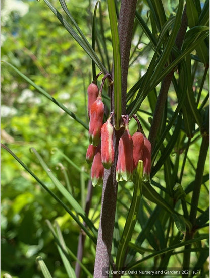 Perennials ~ Polygonatum huanum (syn. kingianum ), Siberian Solomon's Seal ~ Dancing Oaks Nursery and Gardens ~ Retail Nursery ~ Mail Order Nursery