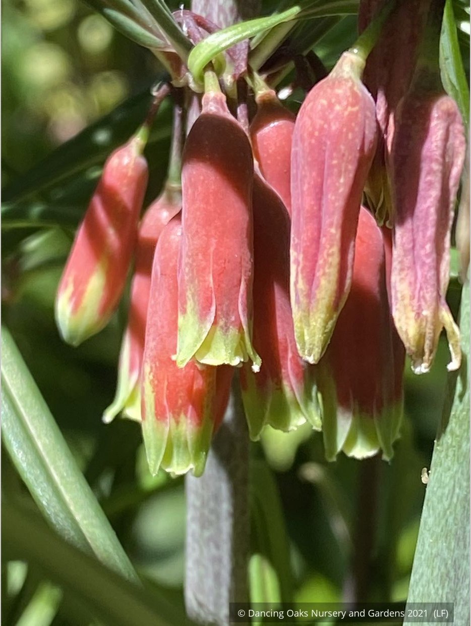Perennials ~ Polygonatum huanum (syn. kingianum ), Siberian Solomon's Seal ~ Dancing Oaks Nursery and Gardens ~ Retail Nursery ~ Mail Order Nursery