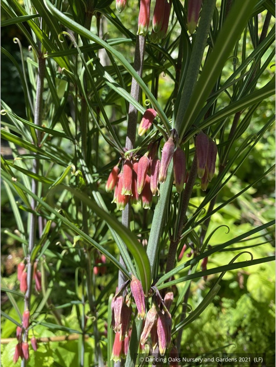 Perennials ~ Polygonatum huanum (syn. kingianum ), Siberian Solomon's Seal ~ Dancing Oaks Nursery and Gardens ~ Retail Nursery ~ Mail Order Nursery