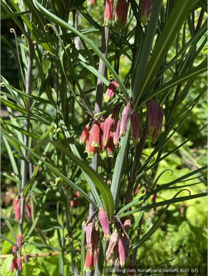Perennials ~ Polygonatum huanum (syn. kingianum ), Siberian Solomon's Seal ~ Dancing Oaks Nursery and Gardens ~ Retail Nursery ~ Mail Order Nursery
