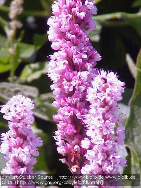 Perennials ~ Persicaria affinis (syn. Bistorta affinis, Polygonum affine), East Indian Knotweed ~ Dancing Oaks Nursery and Gardens ~ Retail Nursery ~ Mail Order Nursery