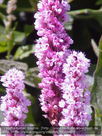 Perennials ~ Persicaria affinis (syn. Bistorta affinis, Polygonum affine), East Indian Knotweed ~ Dancing Oaks Nursery and Gardens ~ Retail Nursery ~ Mail Order Nursery