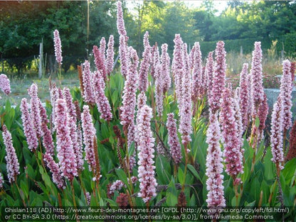 Perennials ~ Persicaria affinis (syn. Bistorta affinis, Polygonum affine), East Indian Knotweed ~ Dancing Oaks Nursery and Gardens ~ Retail Nursery ~ Mail Order Nursery