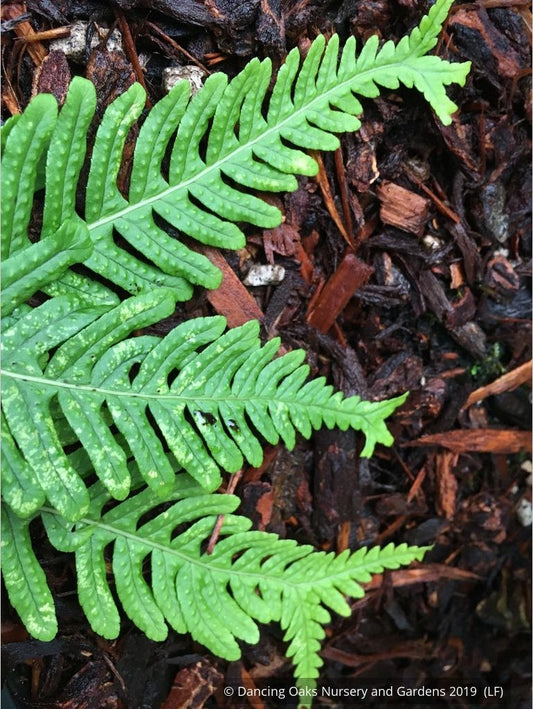 Ferns ~ Polypodium vulgare 'Bifidomultifidum', Licorice Fern ~ Dancing Oaks Nursery and Gardens ~ Retail Nursery ~ Mail Order Nursery