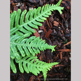 Ferns ~ Polypodium vulgare 'Bifidomultifidum', Licorice Fern ~ Dancing Oaks Nursery and Gardens ~ Retail Nursery ~ Mail Order Nursery