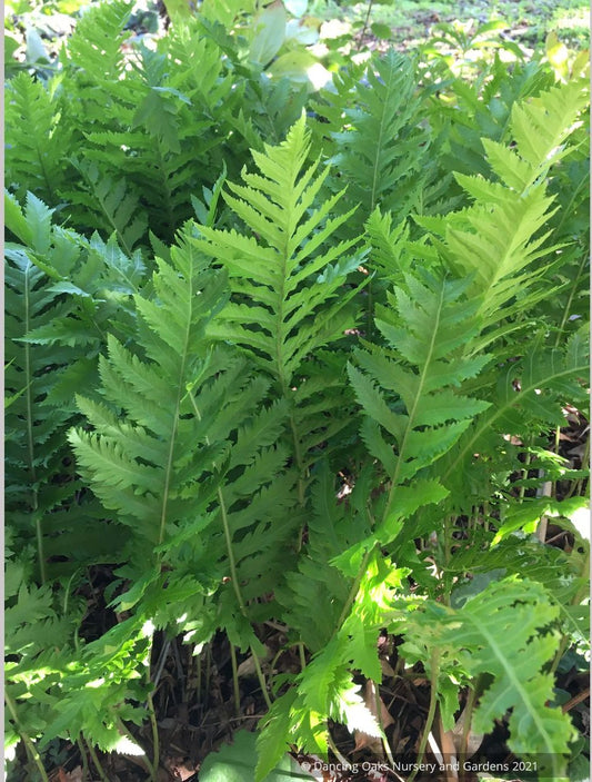 Ferns ~Polypodium californicum 'Sarah Lyman', Lyman Fern  ~ Dancing Oaks Nursery and Gardens ~ Retail Nursery ~ Mail Order Nursery