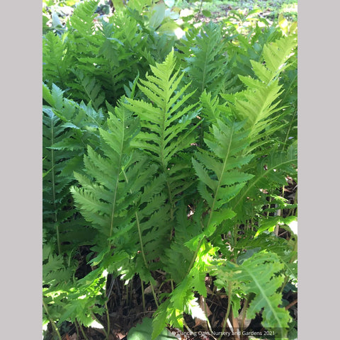 Ferns ~Polypodium californicum 'Sarah Lyman', Lyman Fern  ~ Dancing Oaks Nursery and Gardens ~ Retail Nursery ~ Mail Order Nursery
