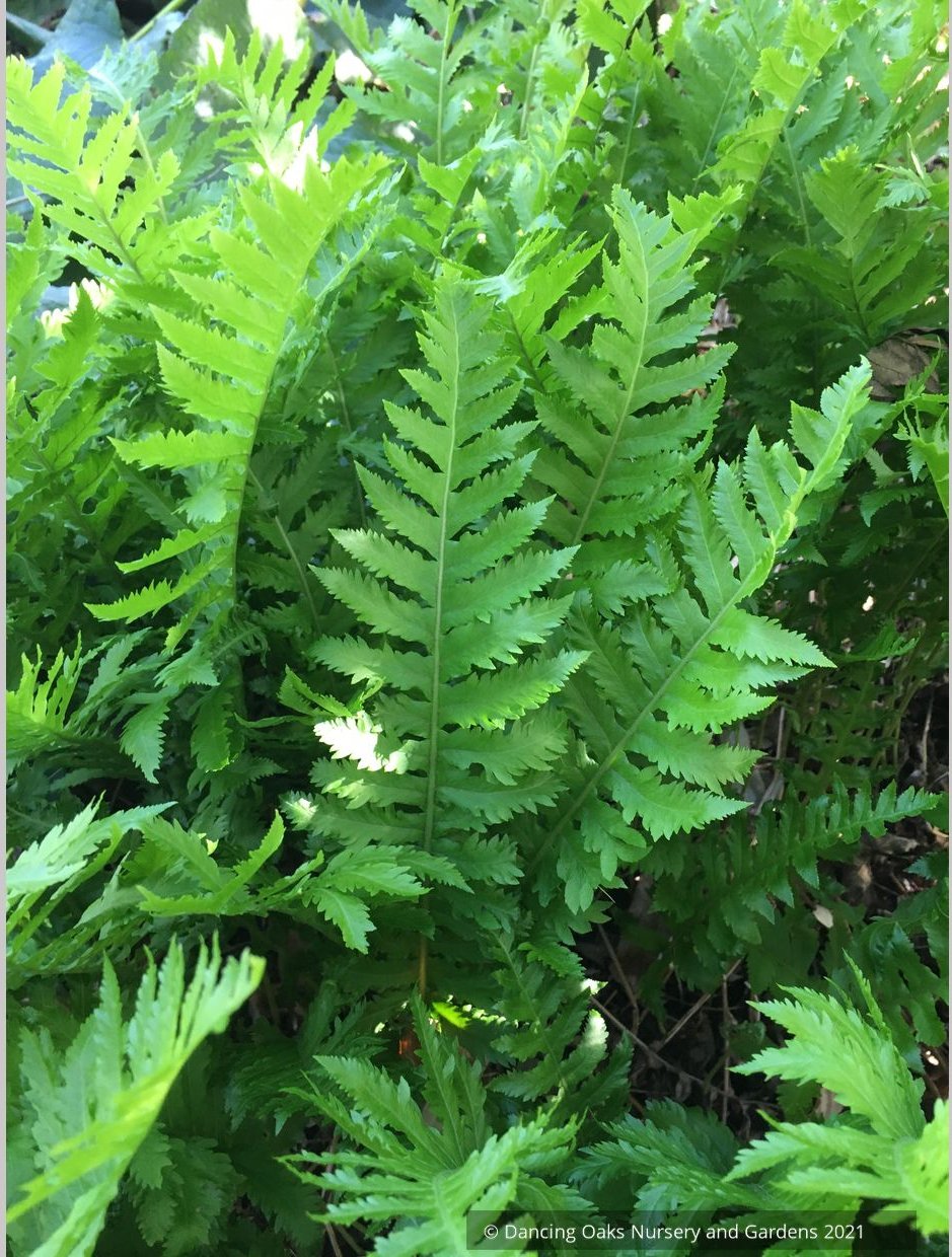 Ferns ~Polypodium californicum 'Sarah Lyman', Lyman Fern ~ Dancing Oaks Nursery and Gardens ~ Retail Nursery ~ Mail Order Nursery