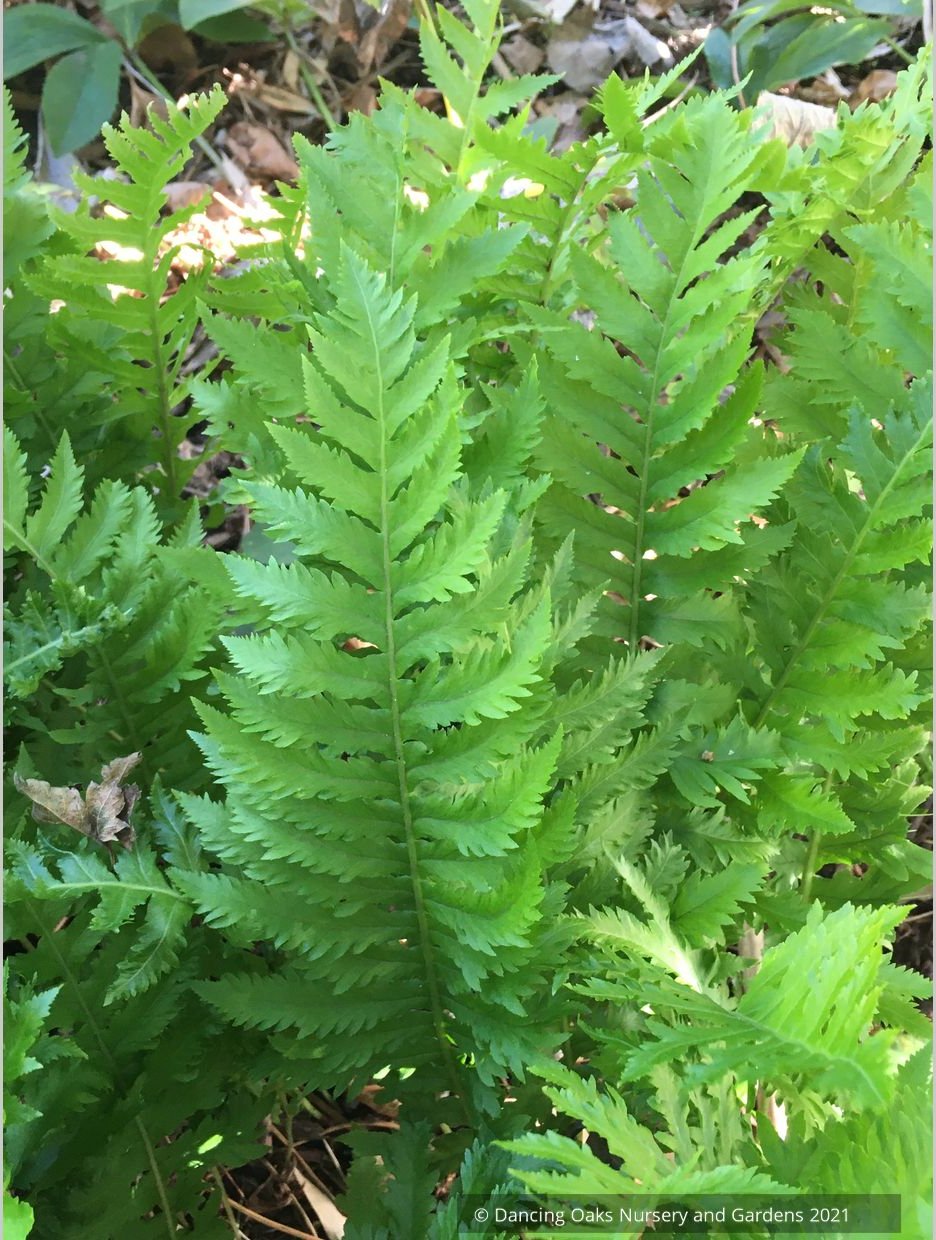 Ferns ~Polypodium californicum 'Sarah Lyman', Lyman Fern ~ Dancing Oaks Nursery and Gardens ~ Retail Nursery ~ Mail Order Nursery