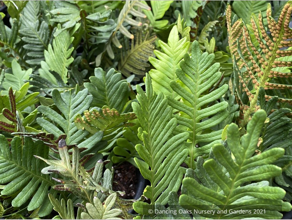 Polypodium guttatum, Mexican Polypody