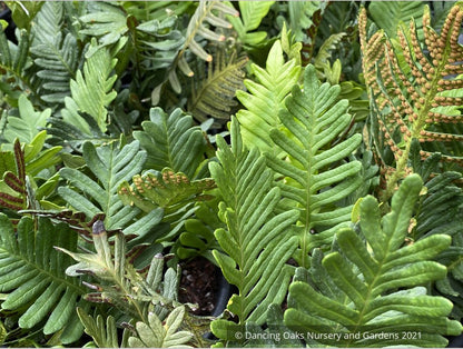 Polypodium guttatum, Mexican Polypody