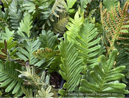 Polypodium guttatum, Mexican Polypody