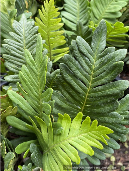 Polypodium guttatum, Mexican Polypody