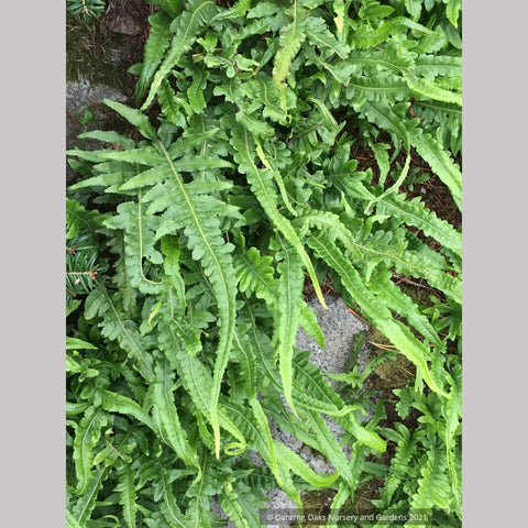 Ferns ~Polypodium glycyrrhiza 'Longicaudatum', Longicaudatum Licorice Fern ~ Dancing Oaks Nursery and Gardens ~ Retail Nursery ~ Mail Order Nursery