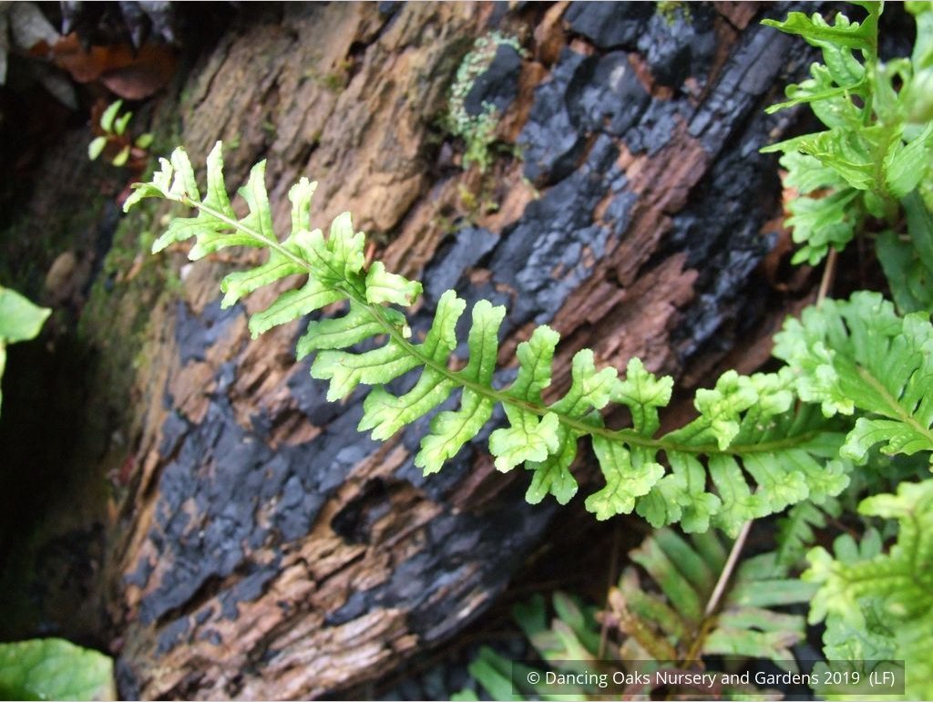 Ferns ~ Polypodium vulgare 'Bifidomultifidum', Licorice Fern ~ Dancing Oaks Nursery and Gardens ~ Retail Nursery ~ Mail Order Nursery