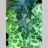 Ferns ~ Polypodium glycyrrhiza 'Longicaudatum', Longicaudatum Licorice Fern ~ Dancing Oaks Nursery and Gardens ~ Retail Nursery ~ Mail Order Nursery