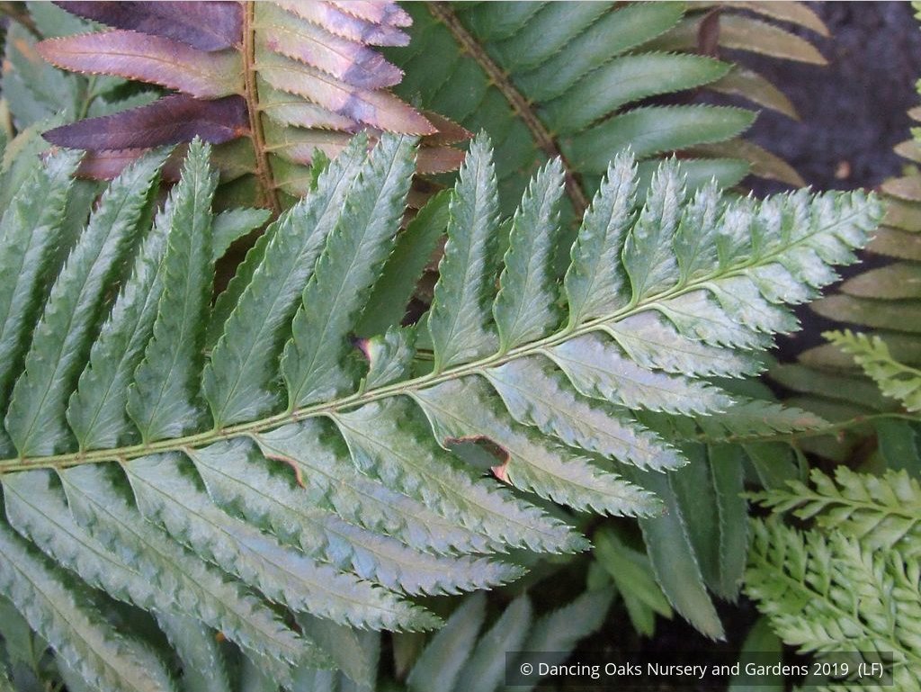 Ferns ~ Polystichum munitum, Western Sword Fern ~ Dancing Oaks Nursery and Gardens ~ Retail Nursery ~ Mail Order Nursery