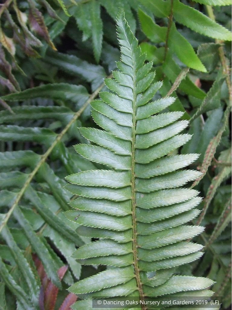 Ferns ~ Polystichum munitum, Western Sword Fern ~ Dancing Oaks Nursery and Gardens ~ Retail Nursery ~ Mail Order Nursery