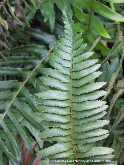 Ferns ~ Polystichum munitum, Western Sword Fern ~ Dancing Oaks Nursery and Gardens ~ Retail Nursery ~ Mail Order Nursery