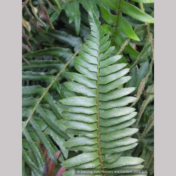 Polystichum munitum, Western Sword Fern – Dancing Oaks Nursery and Gardens