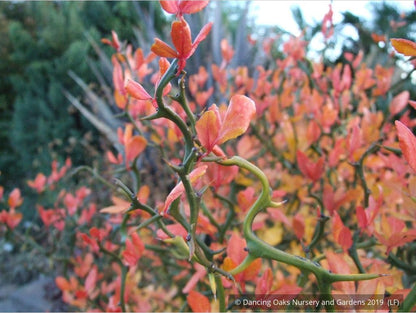 Shrubs ~ Poncirus trifoliata 'Flying Dragon', Trifoliate Orange ~ Dancing Oaks Nursery and Gardens ~ Retail Nursery ~ Mail Order Nursery