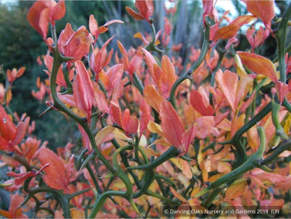 Shrubs ~ Poncirus trifoliata 'Flying Dragon', Trifoliate Orange ~ Dancing Oaks Nursery and Gardens ~ Retail Nursery ~ Mail Order Nursery