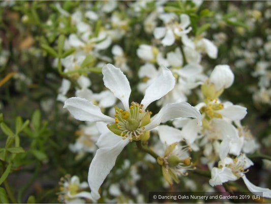 Shrubs ~ Poncirus trifoliata 'Flying Dragon', Trifoliate Orange ~ Dancing Oaks Nursery and Gardens ~ Retail Nursery ~ Mail Order Nursery
