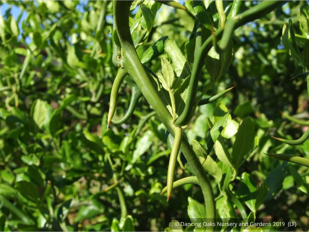 Shrubs ~ Poncirus trifoliata 'Flying Dragon', Trifoliate Orange ~ Dancing Oaks Nursery and Gardens ~ Retail Nursery ~ Mail Order Nursery