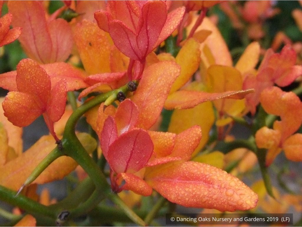 Shrubs ~ Poncirus trifoliata 'Flying Dragon', Trifoliate Orange ~ Dancing Oaks Nursery and Gardens ~ Retail Nursery ~ Mail Order Nursery