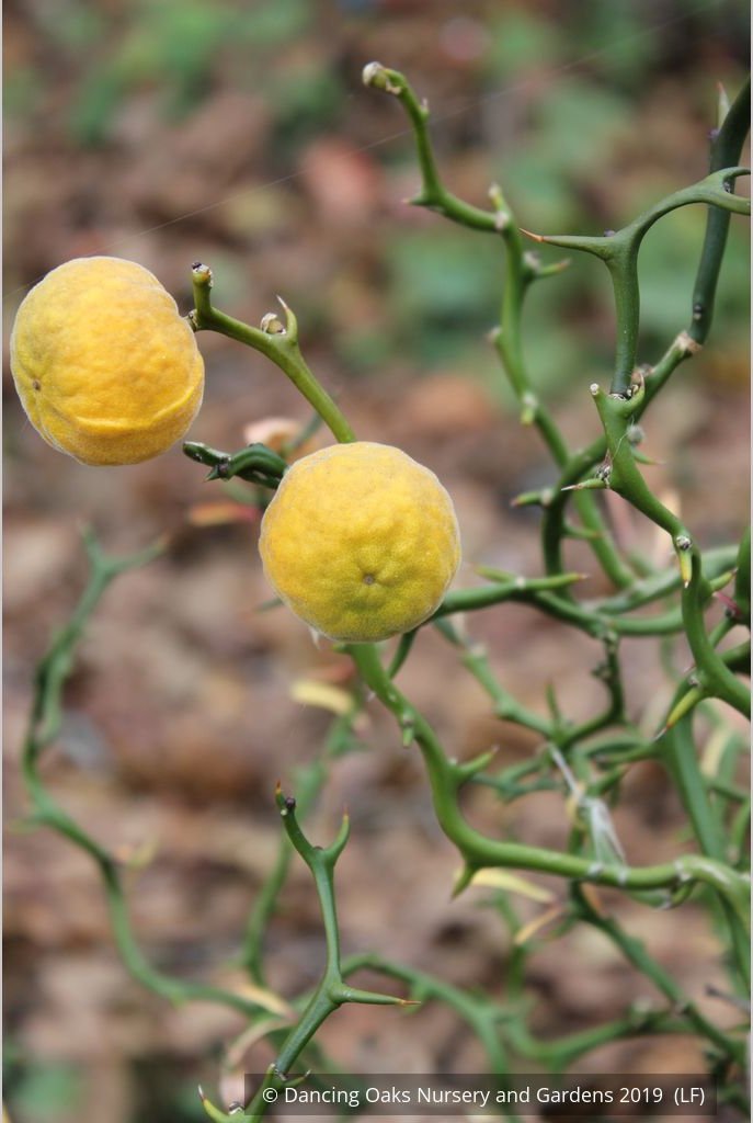 Shrubs ~ Poncirus trifoliata 'Flying Dragon', Trifoliate Orange ~ Dancing Oaks Nursery and Gardens ~ Retail Nursery ~ Mail Order Nursery