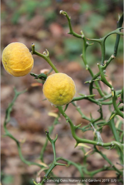 Shrubs ~ Poncirus trifoliata 'Flying Dragon', Trifoliate Orange ~ Dancing Oaks Nursery and Gardens ~ Retail Nursery ~ Mail Order Nursery