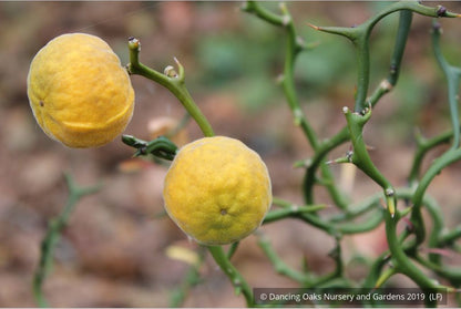 Shrubs ~ Poncirus trifoliata 'Flying Dragon', Trifoliate Orange ~ Dancing Oaks Nursery and Gardens ~ Retail Nursery ~ Mail Order Nursery